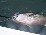 Southport fishing giant bluefin tuna